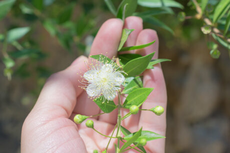 Small white evergreen myrtle (myrtus) flower in the womans hand